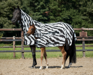 Fly Sheet for horse & foal